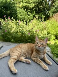 Lost Male Cat last seen E 17th st, Austin, TX 78721