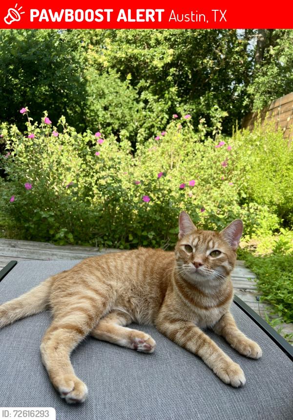 Lost Male Cat last seen E 17th st, Austin, TX 78721