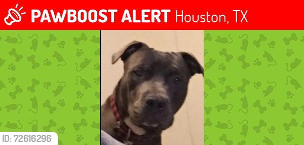 Lost Male Dog last seen Bellaire and S. Kirkwood , Houston, TX 77036