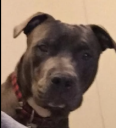 Lost Male Dog last seen Bellaire and S. Kirkwood , Houston, TX 77036