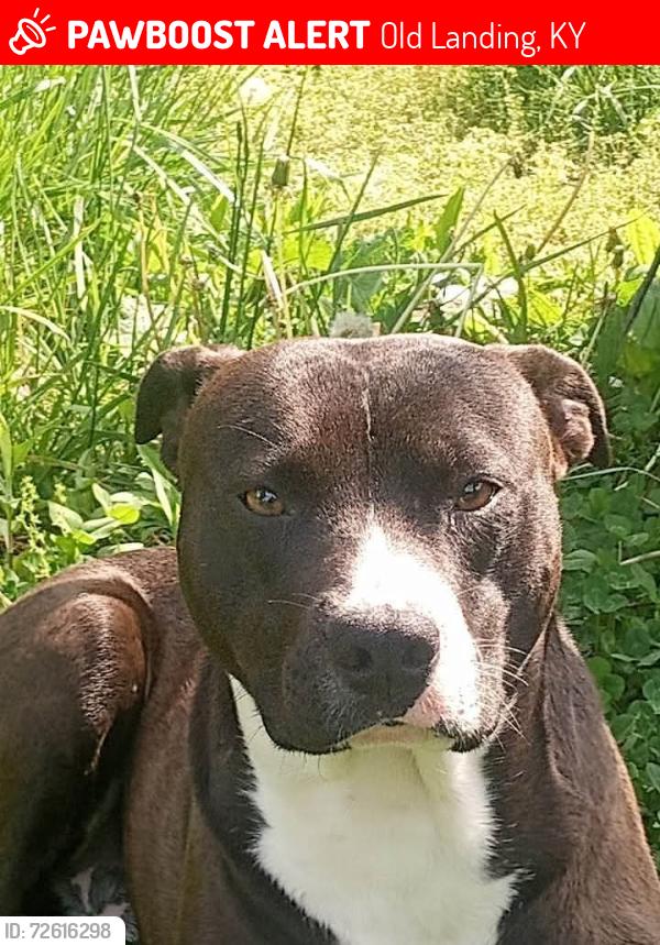 Lost Male Dog last seen jackson ky beattyville ky, Old Landing, KY 41311