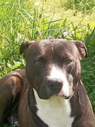 Lost Male Dog last seen jackson ky beattyville ky, Old Landing, KY 41311