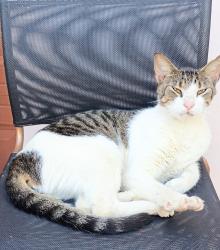 Lost Male Cat last seen PortofinoVillasWest21stAvetCampbellDriveChillisPortofinoChar-coalPizza,LeonMedicalCenterHomesteadSushi ShackLowe'sChildrenHospital,DialysisclinicHollywoodSubsNearCanesPaneraDrLimonChipotle DollarTreeKohl'sRossMarshallsTargetChick-fil-A RacetrackCrunchGym., Homestead, FL 33033