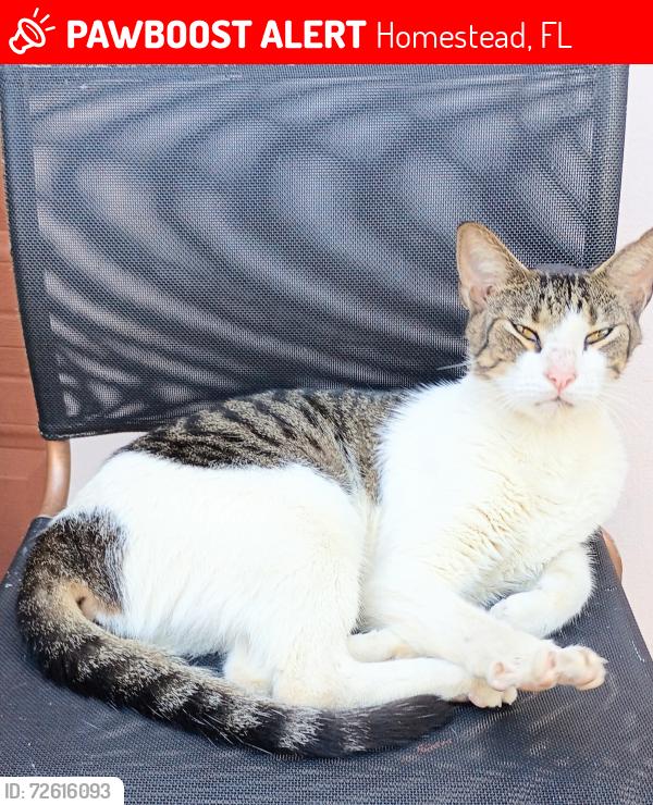 Lost Male Cat last seen PortofinoVillasWest21stAvetCampbellDriveChillisPortofinoChar-coalPizza,LeonMedicalCenterHomesteadSushi ShackLowe'sChildrenHospital,DialysisclinicHollywoodSubsNearCanesPaneraDrLimonChipotle DollarTreeKohl'sRossMarshallsTargetChick-fil-A RacetrackCrunchGym., Homestead, FL 33033