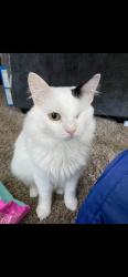 Lost Male Cat last seen Near 21st St and Henderson Drive in Edmond, Edmond, OK 73013