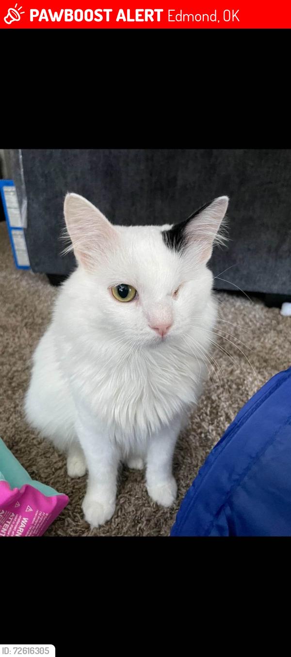 Lost Male Cat last seen Near 21st St and Henderson Drive in Edmond, Edmond, OK 73013