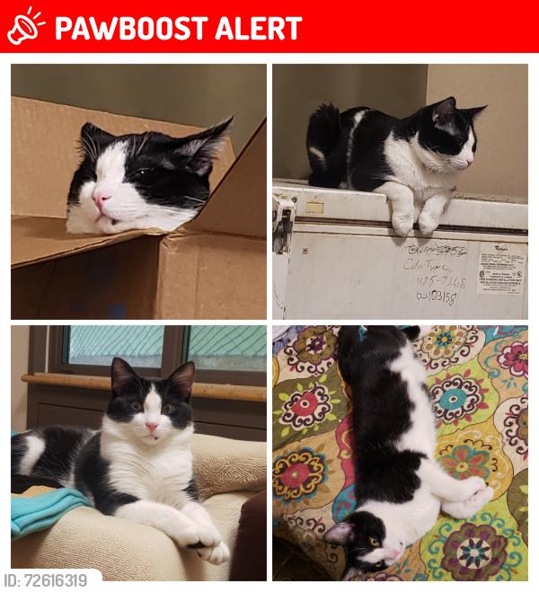 Lost Male Cat last seen Bright Shade Lane, Sand Springs Rd, Sowder School Rd, Fletcher cave, School hse Rd, Rockcastle County, KY 40456