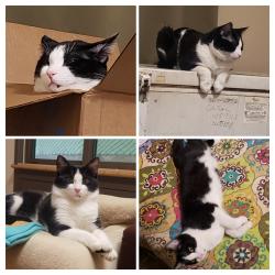 Lost Male Cat last seen Bright Shade Lane, Sand Springs Rd, Sowder School Rd, Fletcher cave, School hse Rd, Rockcastle County, KY 40456