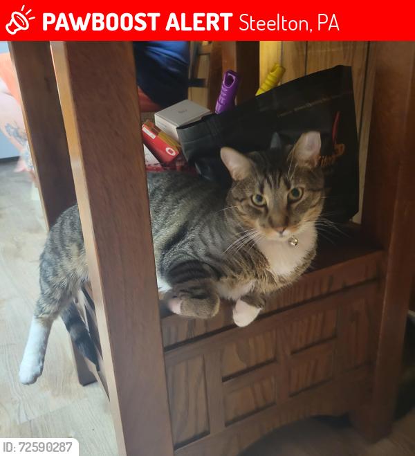 Lost Male Cat last seen south second street, Steelton, PA 17113