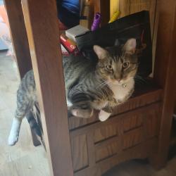 Lost Male Cat last seen south second street, Steelton, PA 17113