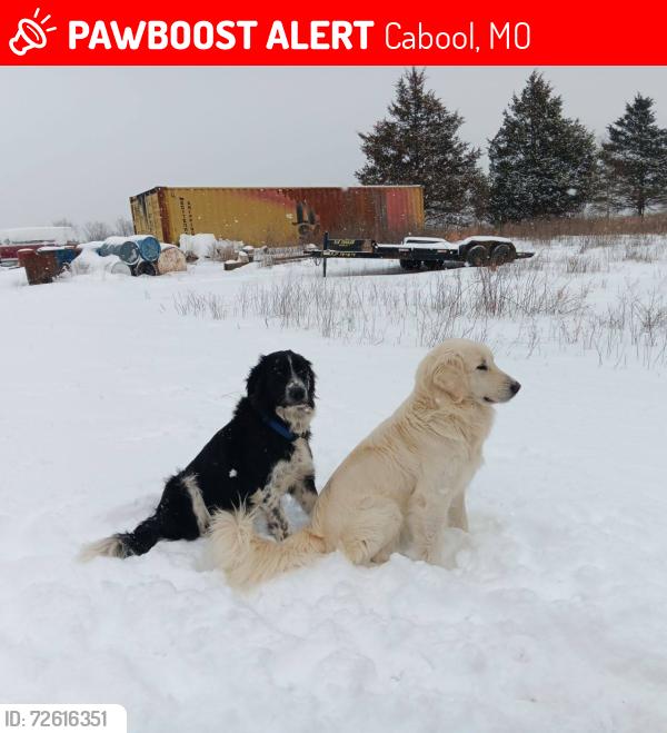 Lost Male Dog last seen State Route AM near the corn maze south of Cabool, Cabool, MO 65689