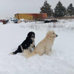 Lost Male Dog last seen State Route AM near the corn maze south of Cabool, Cabool, MO 65689