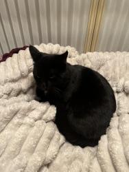 Lost Male Cat last seen old thomasville rd and boles rd, High Point, NC 27260