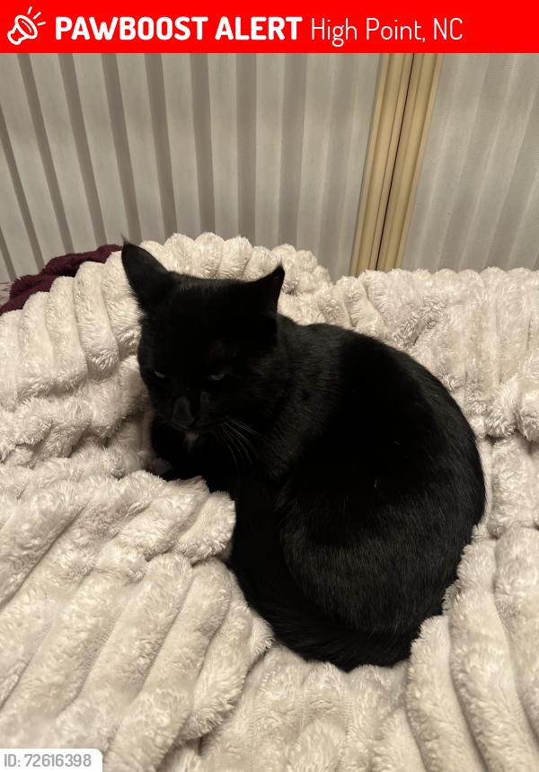 Lost Male Cat last seen old thomasville rd and boles rd, High Point, NC 27260