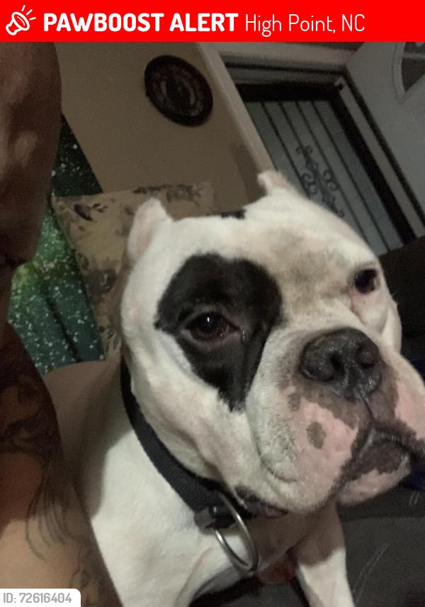 Lost Male Dog last seen Granby & smith street , High Point, NC 27260