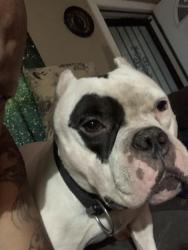 Lost Male Dog last seen Granby & smith street , High Point, NC 27260
