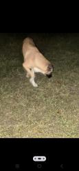 Lost Male Dog last seen Saums rd and westlake, Harris County, TX 77449