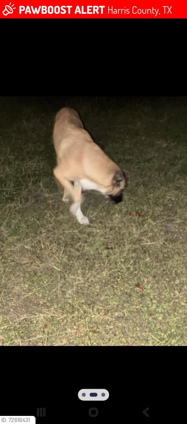 Lost Male Dog last seen Saums rd and westlake, Harris County, TX 77449