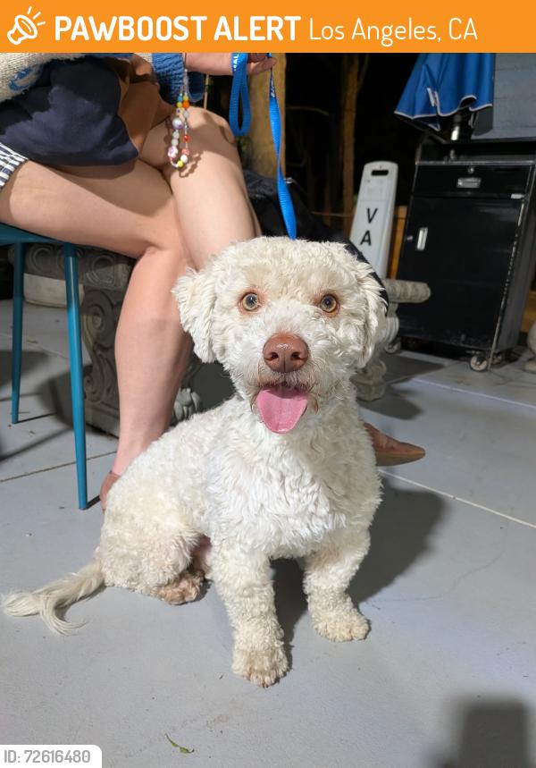 Found/Stray Male Dog last seen Echo Park, Los Angeles, CA 90026