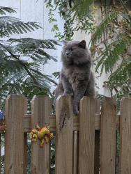 Lost Male Cat last seen Alamosa, Wilmington, NC 28411