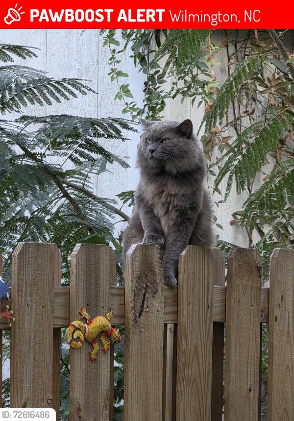 Lost Male Cat last seen Alamosa, Wilmington, NC 28411