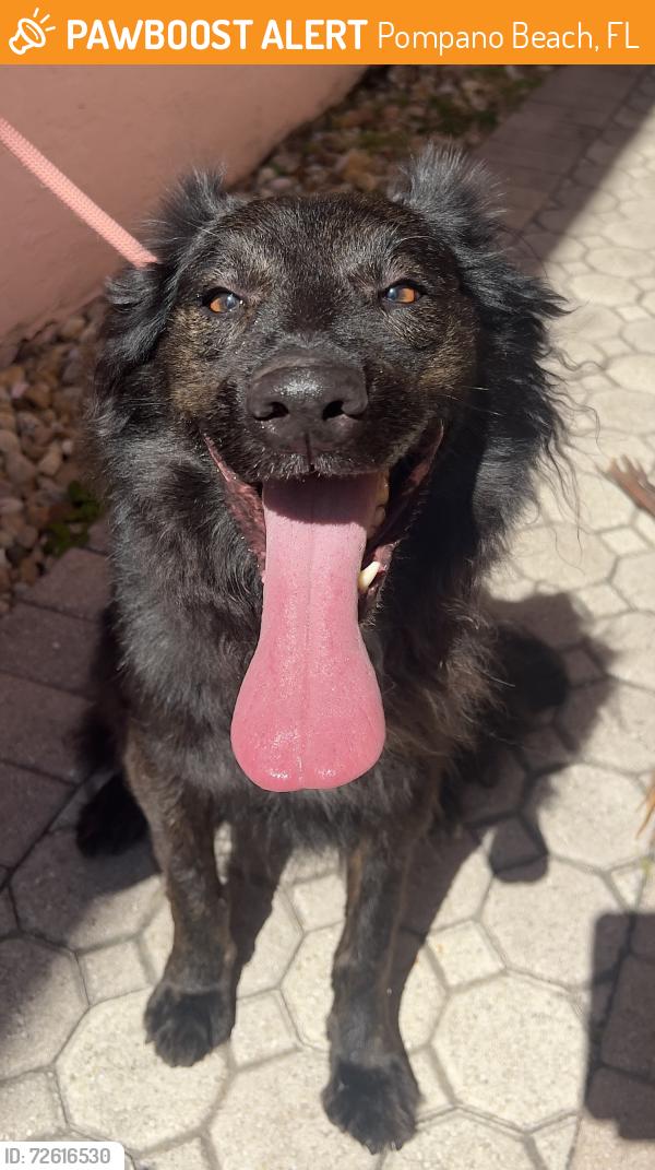 Found/Stray Unknown Dog last seen Military Trail & Sample, Pompano Beach, FL 33064