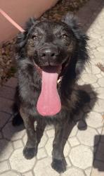 Found/Stray Unknown Dog last seen Military Trail & Sample, Pompano Beach, FL 33064