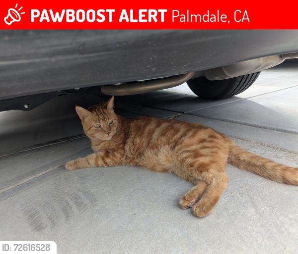 Lost Male Cat last seen 67th West and M8, Palmdale, CA 93551