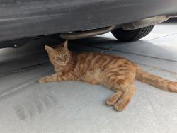 Lost Male Cat last seen 67th West and M8, Palmdale, CA 93551