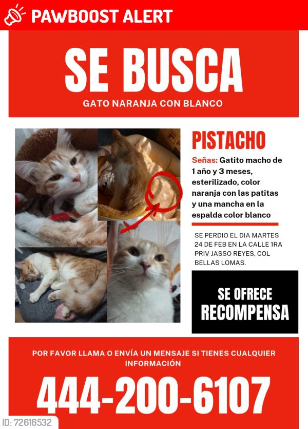 Lost Female Cat last seen 1A privada de Jasso reyes #304, San Luis Potosí, S.L.P. 78380