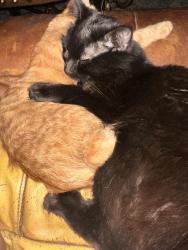 Lost Male Cat last seen Waterton, Whitehouse, TX 75791