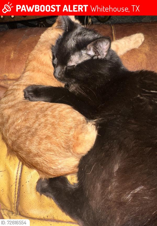 Lost Male Cat last seen Waterton, Whitehouse, TX 75791