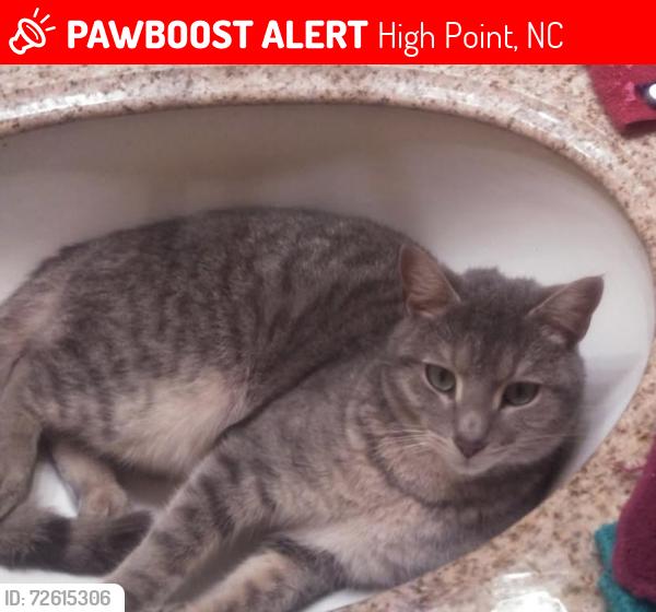 Lost Male Cat last seen High Point at Hwy66-S and I-74E ramp, High Point, NC 27265