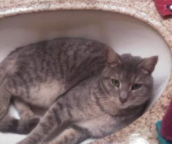 Lost Male Cat last seen High Point at Hwy66-S and I-74E ramp, High Point, NC 27265