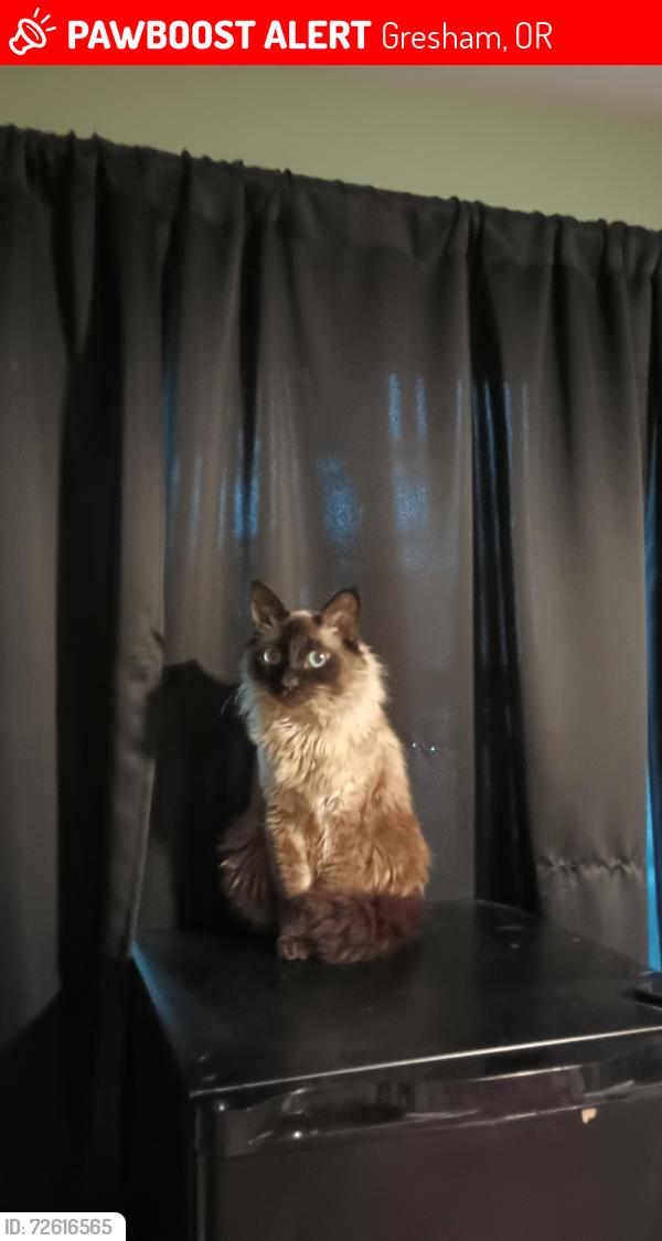 Lost Female Cat last seen Orient & Barnes, Gresham, OR 97080