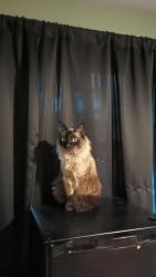 Lost Female Cat last seen Orient & Barnes, Gresham, OR 97080