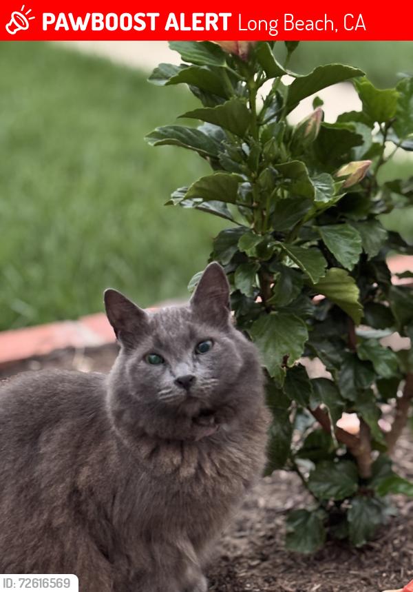 Lost Female Cat last seen Rose Ave and Bixby Road, Long Beach, CA 90807