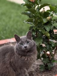 Lost Female Cat last seen Rose Ave and Bixby Road, Long Beach, CA 90807