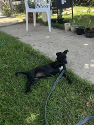 Lost Male Dog last seen Park row and collins , Arlington, TX 76010
