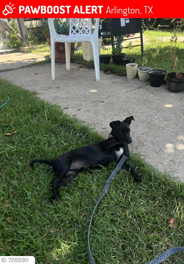 Lost Male Dog last seen Park row and collins , Arlington, TX 76010