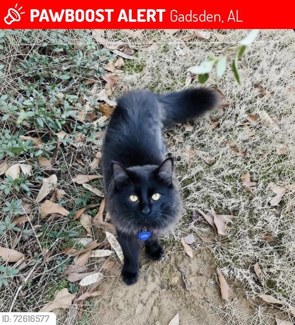 Lost Male Cat last seen Wyman, Fairview, Elsmore area, Gadsden, AL 35904