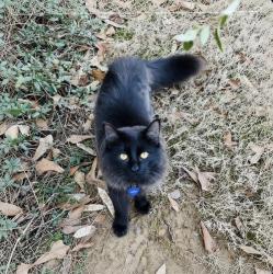 Lost Male Cat last seen Wyman, Fairview, Elsmore area, Gadsden, AL 35904