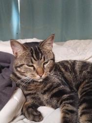 Lost Female Cat last seen Corning, Lynn, Nashville, TN 37211