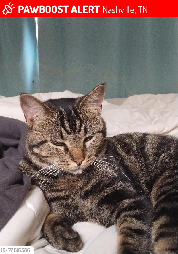 Lost Female Cat last seen Corning, Lynn, Nashville, TN 37211
