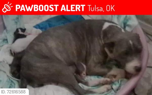 Lost Female Dog last seen Canyon Rd Tulsa Ok, Tulsa, OK 74131