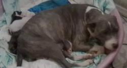 Lost Female Dog last seen Canyon Rd Tulsa Ok, Tulsa, OK 74131
