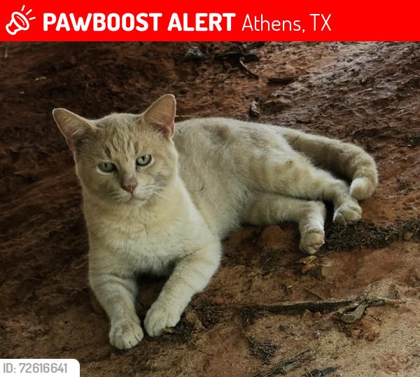 Lost Male Cat last seen Palestine rd and Loop 7, Athens, TX 75751
