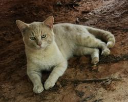 Lost Male Cat last seen Palestine rd and Loop 7, Athens, TX 75751