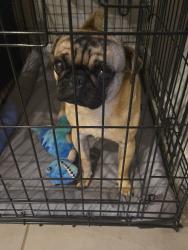 Found/Stray Male Dog last seen Cetera Crossing, Converse, TX 78109