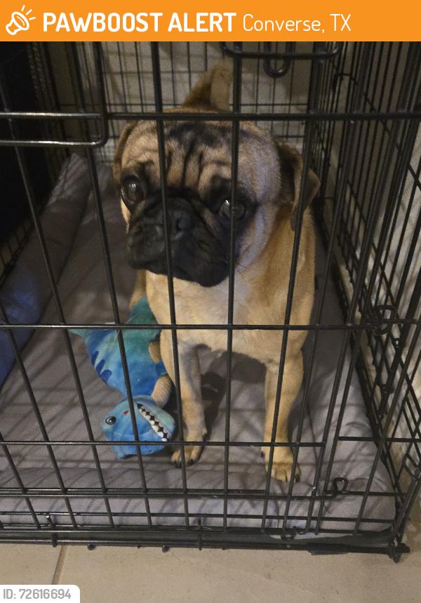 Found/Stray Male Dog last seen Cetera Crossing, Converse, TX 78109